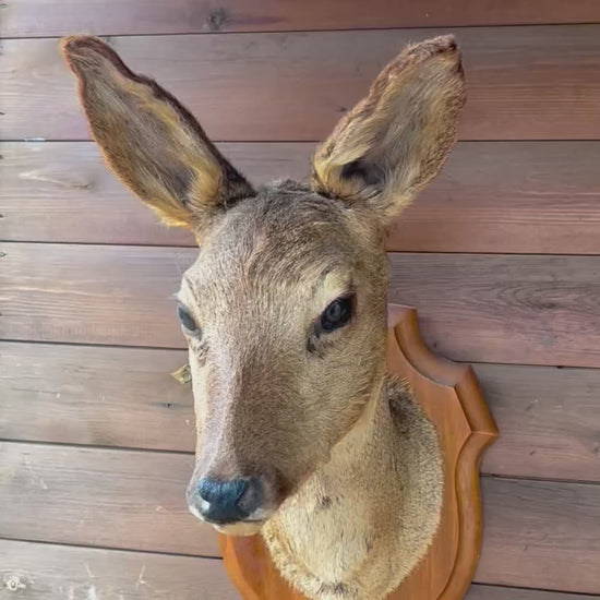 video of a deer head mounted on a wooden plaque n a wooden building 