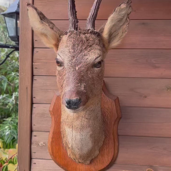 video of deer head
