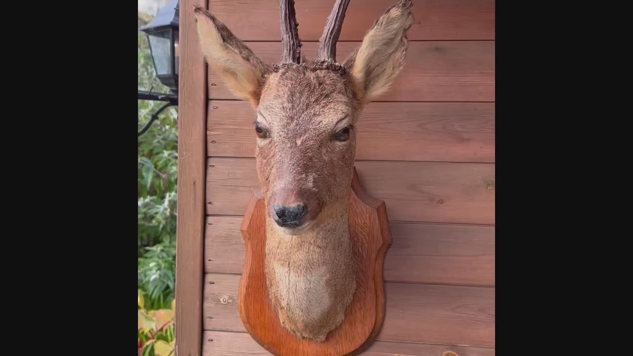 video of deer head