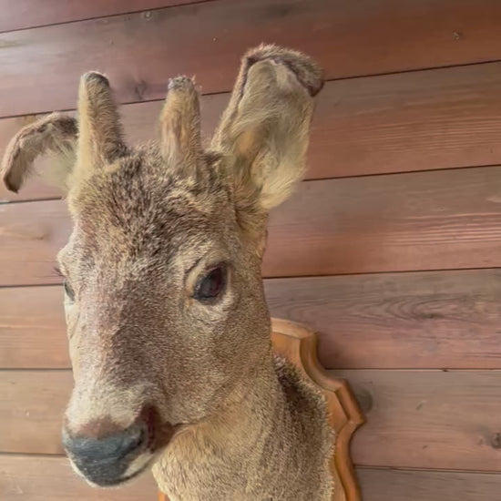 Video of taxidermy deer head on a wooden mount 