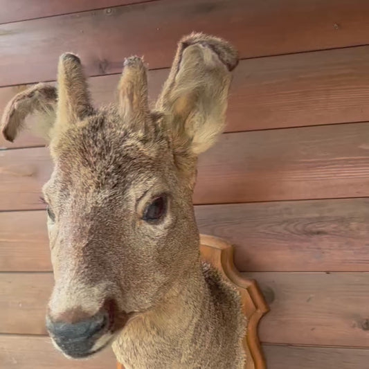 Video of taxidermy deer head on a wooden mount 