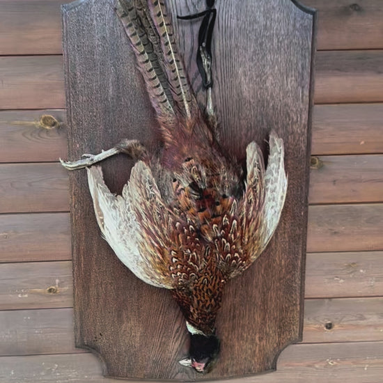 Collectable Taxidermy Pheasant, French Hunting Trophy, Eclectic Wildlife Art