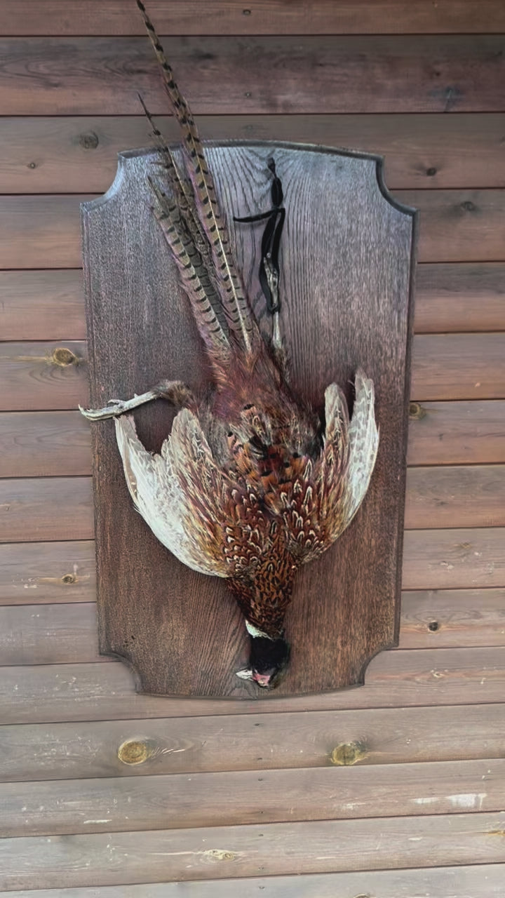 Collectable Taxidermy Pheasant, French Hunting Trophy, Eclectic Wildlife Art