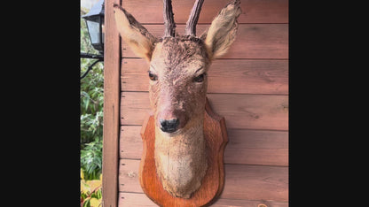 Vintage Taxidermy Roe Deer Head with Antlers – In Need of TLC