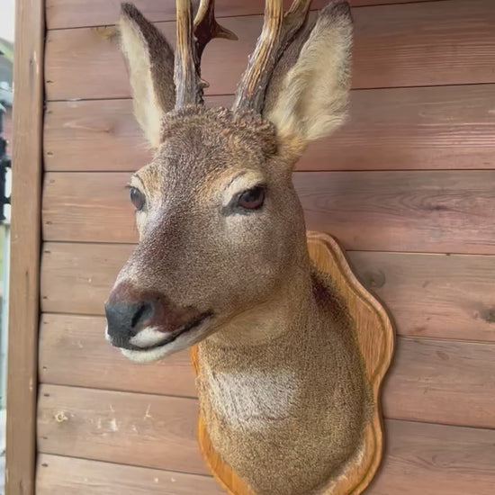 video of a taxidermy deer head with antlers on a wooden background 