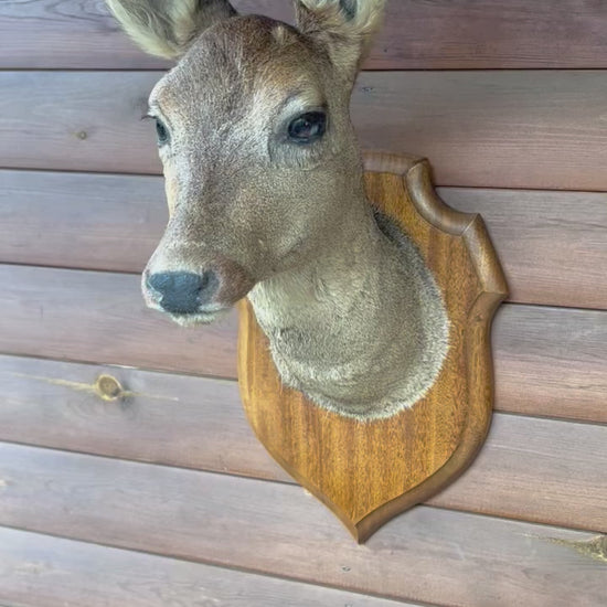 Taxidermy Deer Head, Roe Deer Wall Mounted, Stuffed Mount, Gift for Hunter