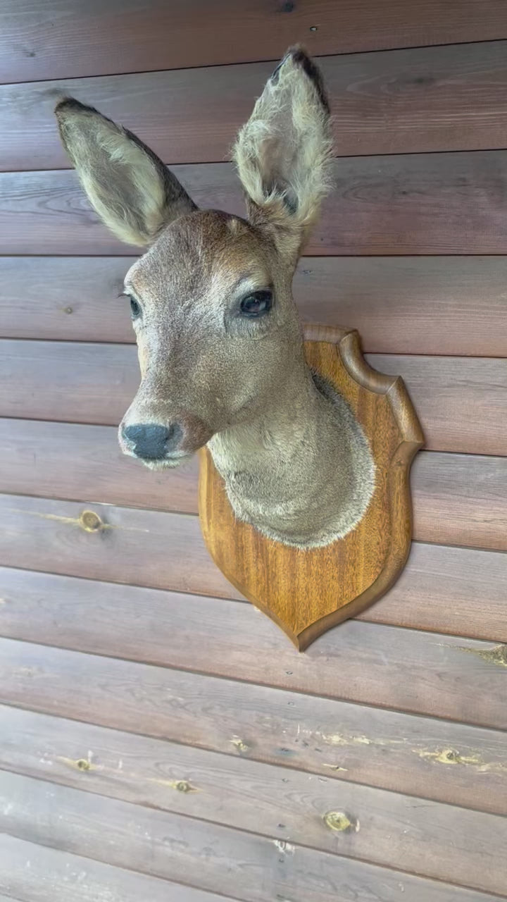 Taxidermy Deer Head, Roe Deer Wall Mounted, Stuffed Mount, Gift for Hunter