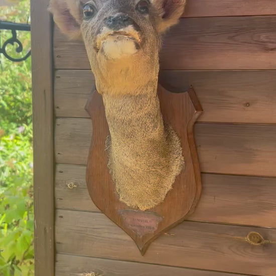 Video of a French vintage taxidermy deer head on a wooden mount
