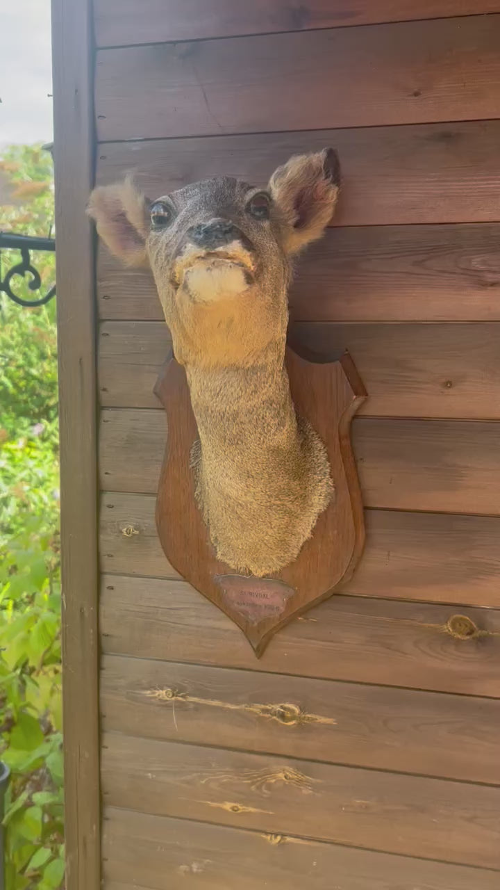 Video of a French vintage taxidermy deer head on a wooden mount