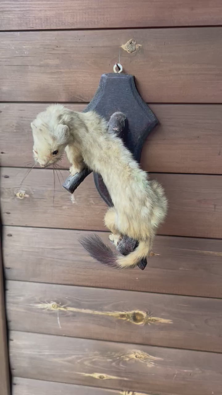 French Vintage Taxidermy Stoat Ermine Weasel, Taxidermy Wildlife 