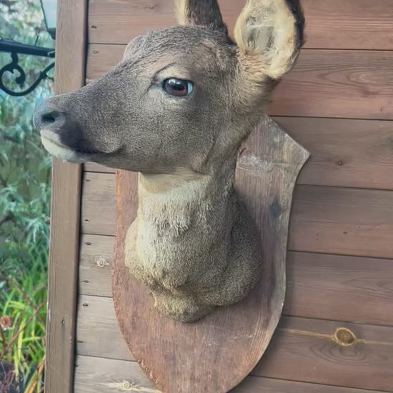 video of deer head