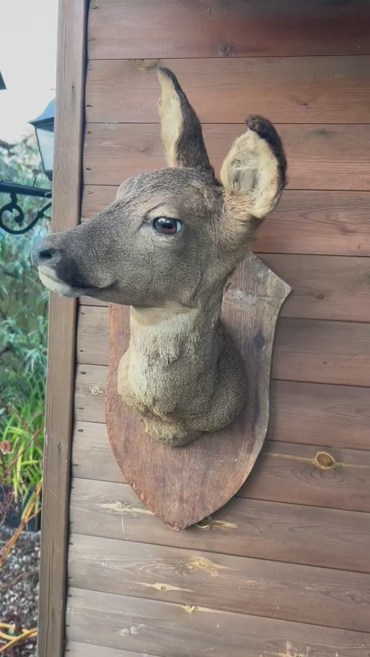 video of deer head