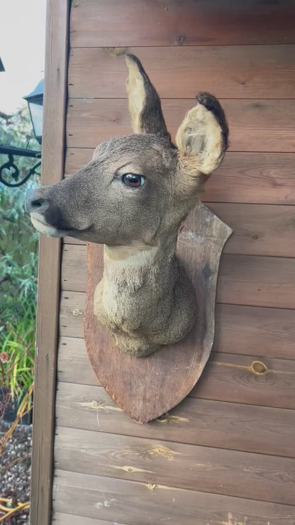 video of deer head