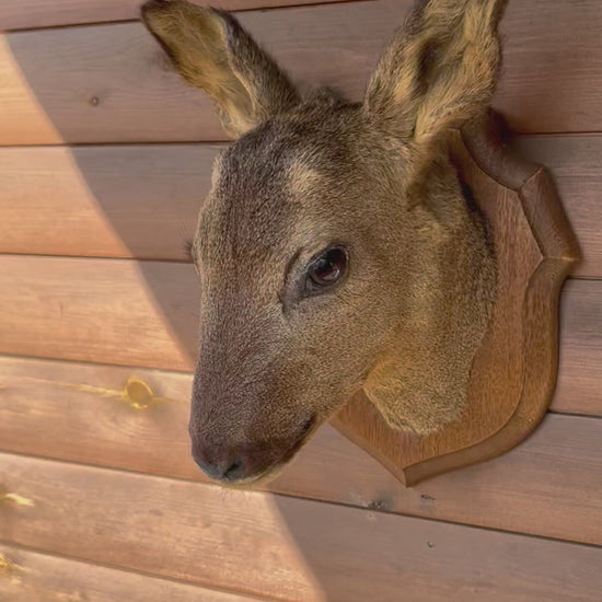 Taxidermy Roe Deer Head Mounted On a Wooden Shield, Good Condition 