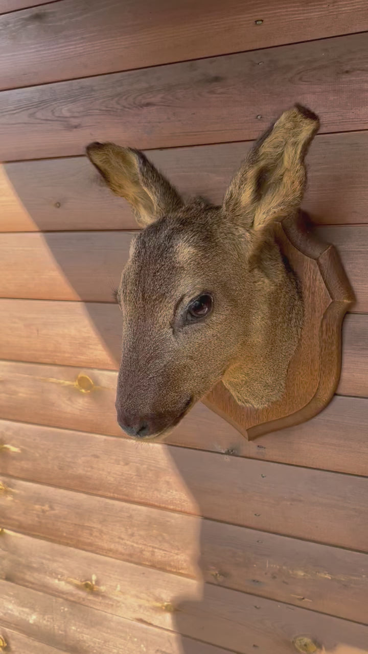 Taxidermy Roe Deer Head Mounted On a Wooden Shield, Good Condition 