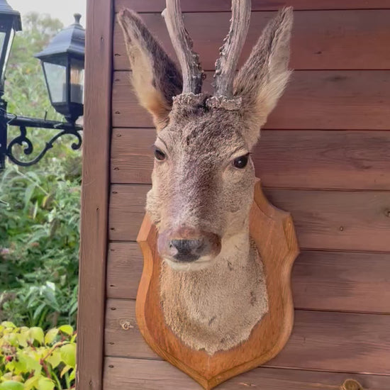 video of deer head