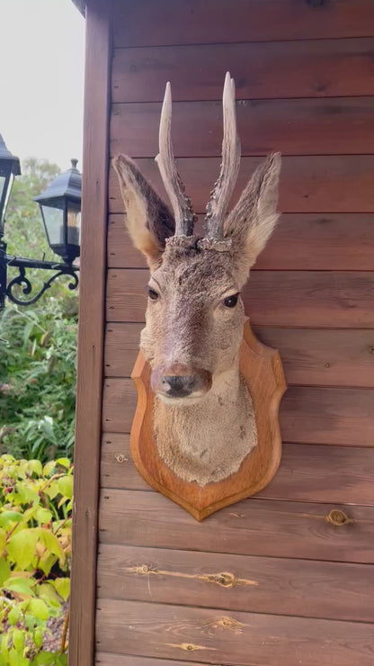 video of deer head
