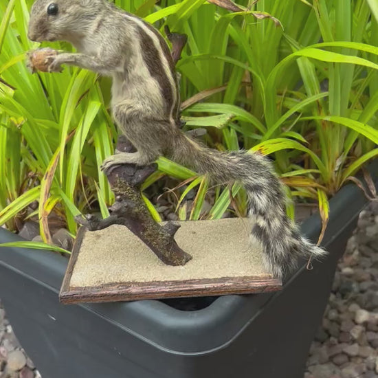 video of French vintage taxidermy chipmunk