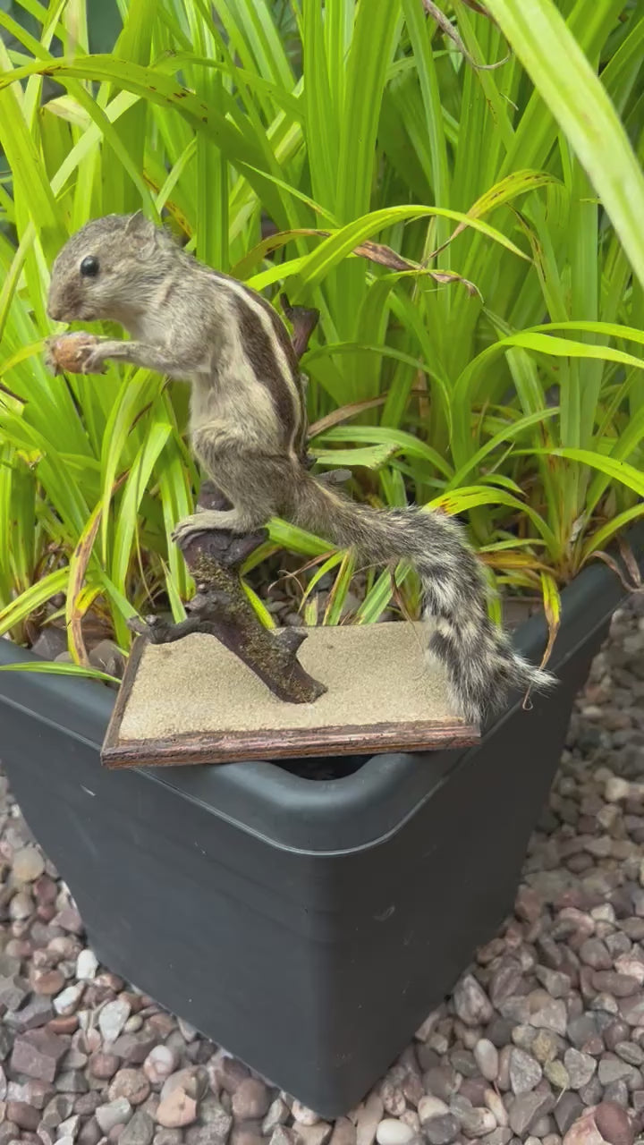 video of French vintage taxidermy chipmunk