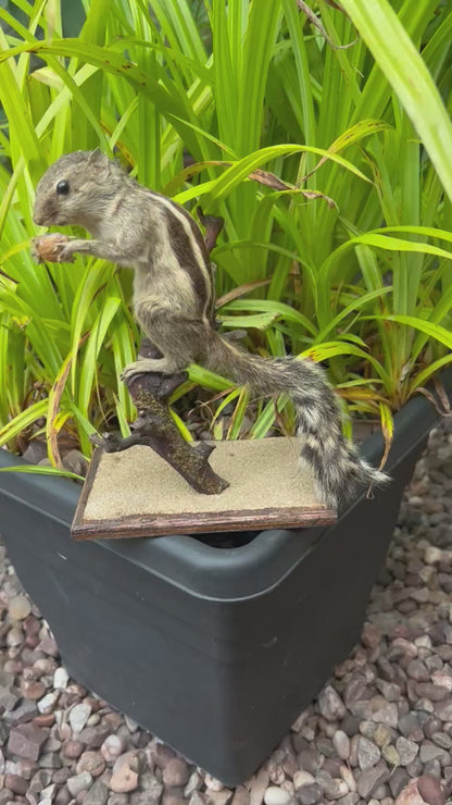 video of French vintage taxidermy chipmunk
