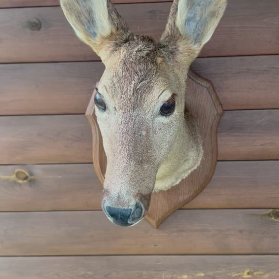 Taxidermy Deer Head, Roe Deer Wall Mounted, Stuffed Mount, Gift for Hunter