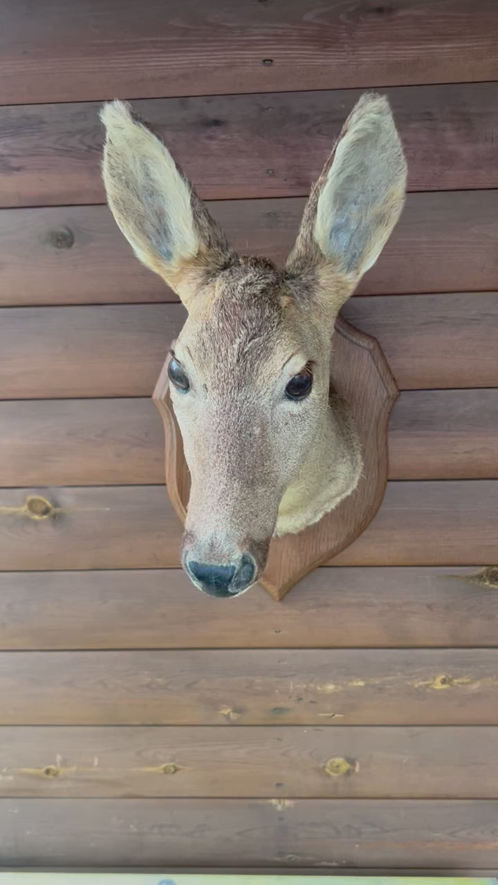 Taxidermy Deer Head, Roe Deer Wall Mounted, Stuffed Mount, Gift for Hunter