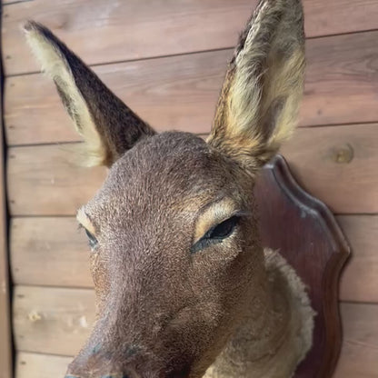 Vintage French Roe Deer Doe Taxidermy Head – Wooden Shield Wall Mount