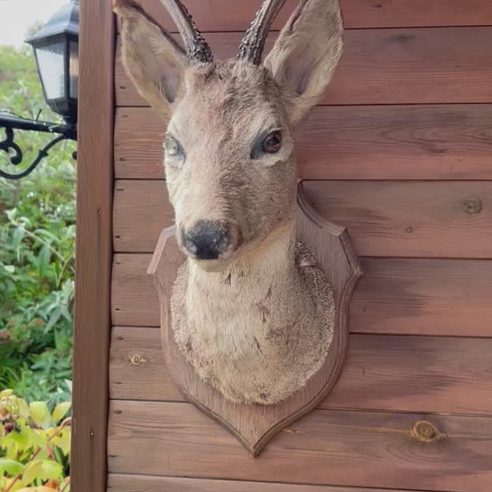 video of French taxidermy deer head