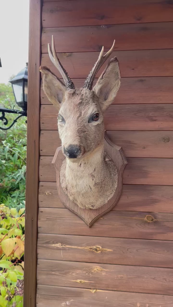 video of French taxidermy deer head