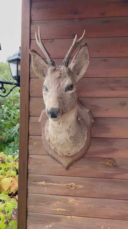 video of French taxidermy deer head