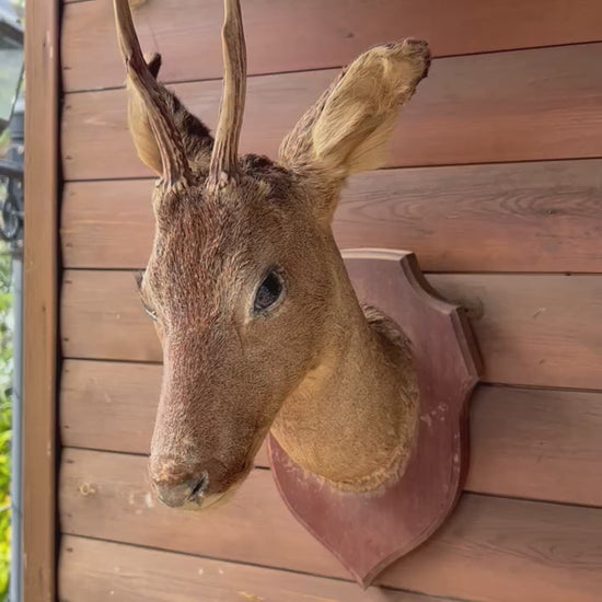 video of a French vintage taxidermy deer head with antlers 