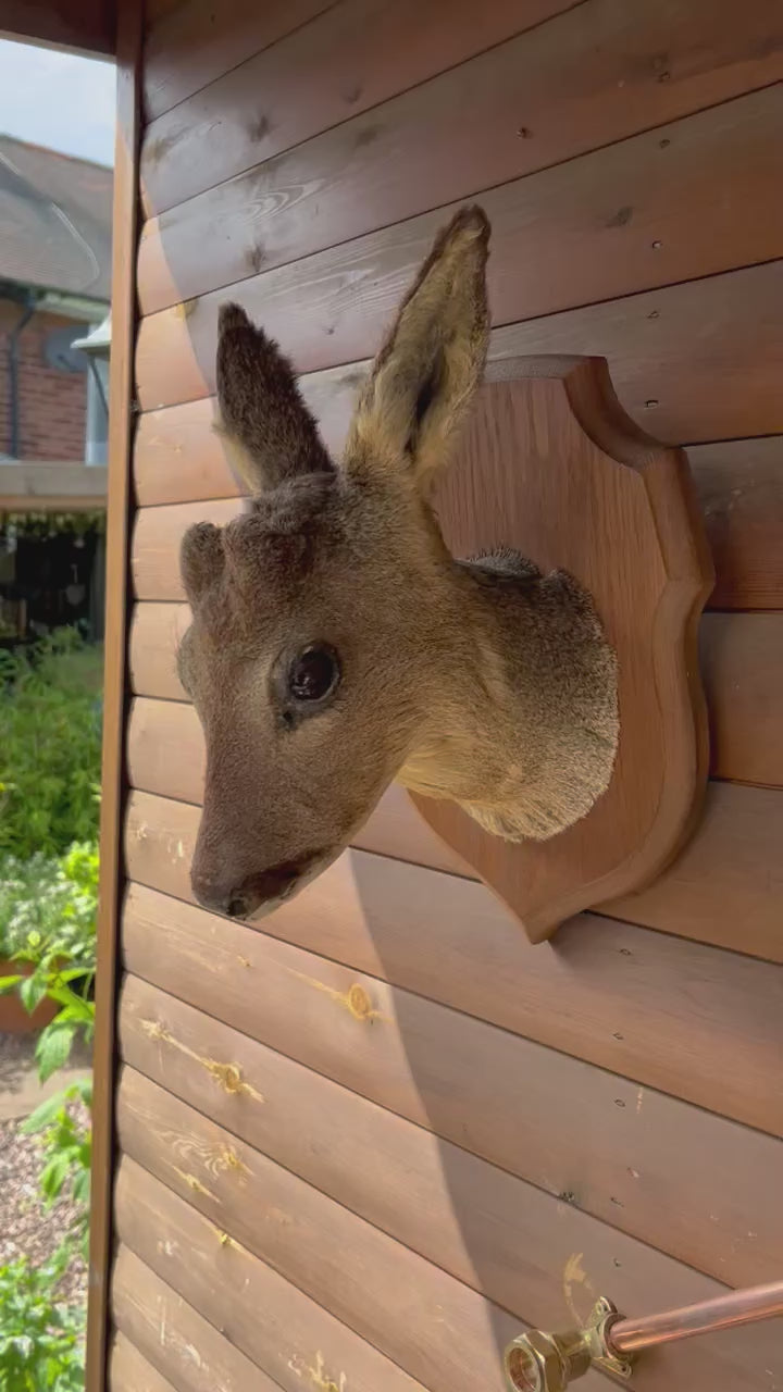 video of French taxidermy deer head 