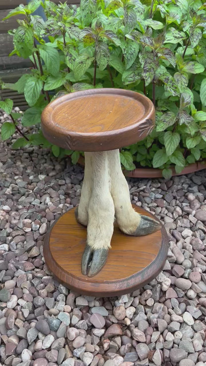 video of French vintage taxidermy plant stand or small table 
