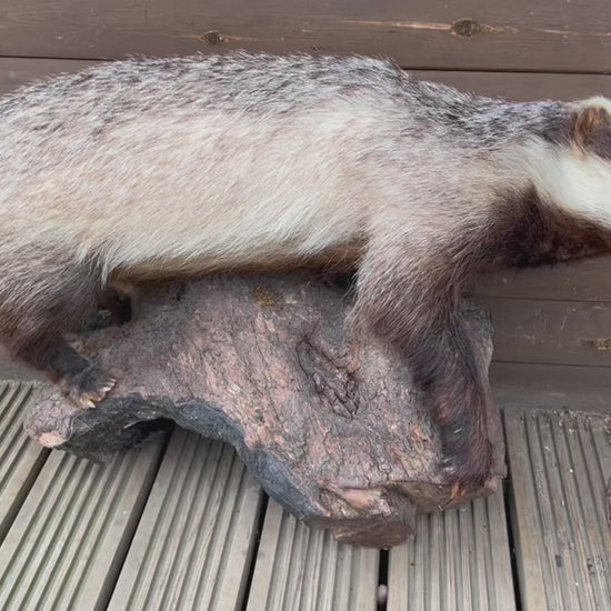 French Taxidermy Badger Adult Mounted on a Log Base in Standing Position