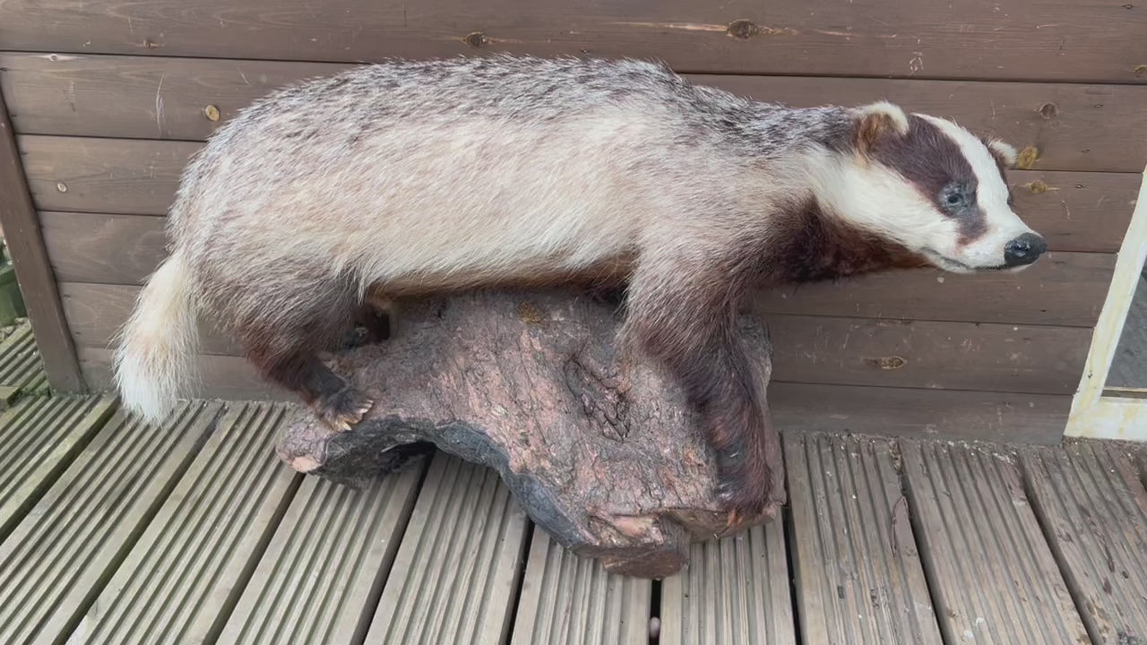 French Taxidermy Badger Adult Mounted on a Log Base in Standing Position