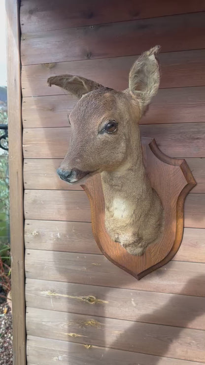 Vintage Taxidermy Roe Deer Head - French Mounted Specimen