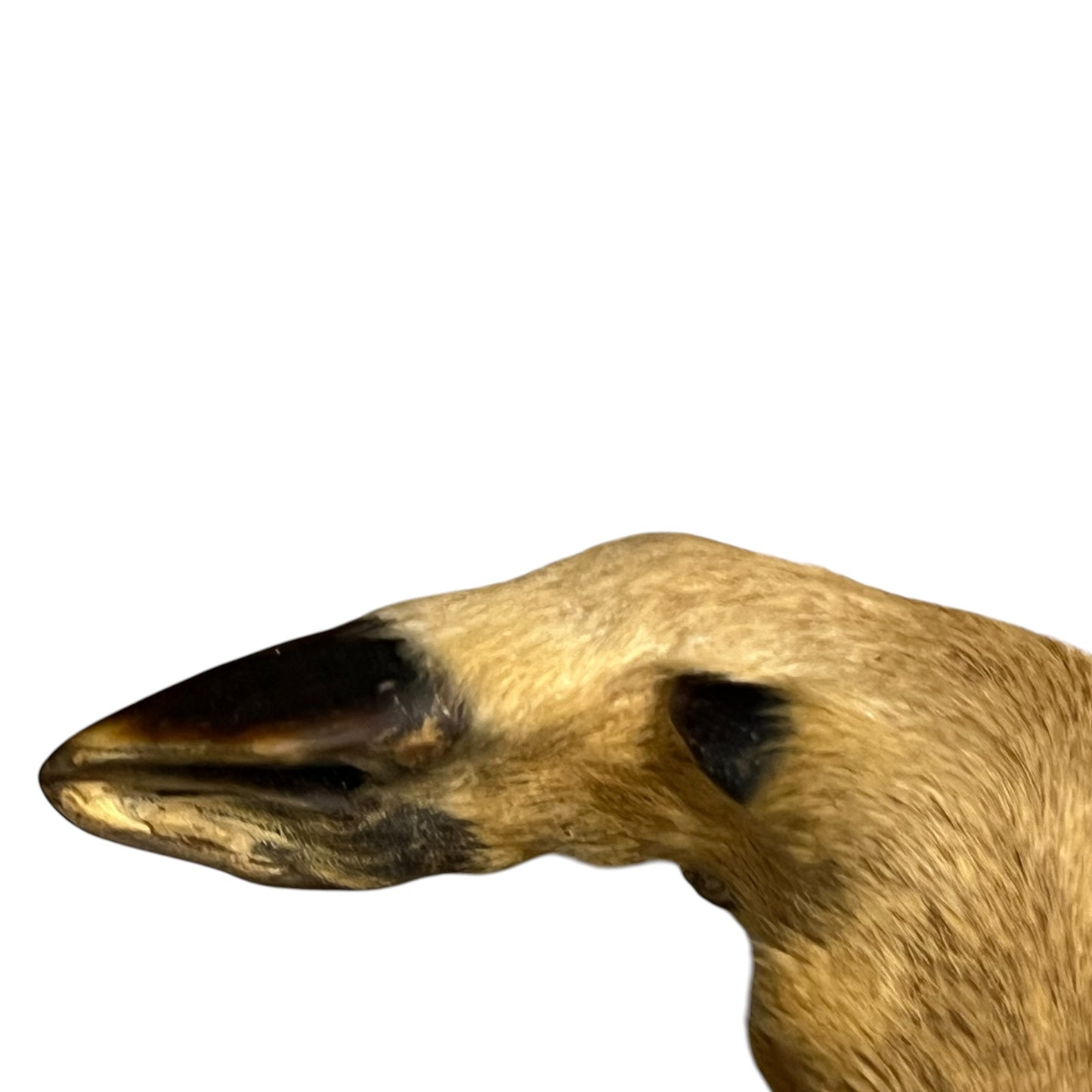 Close-up of a taxidermy deer hoof on a white background