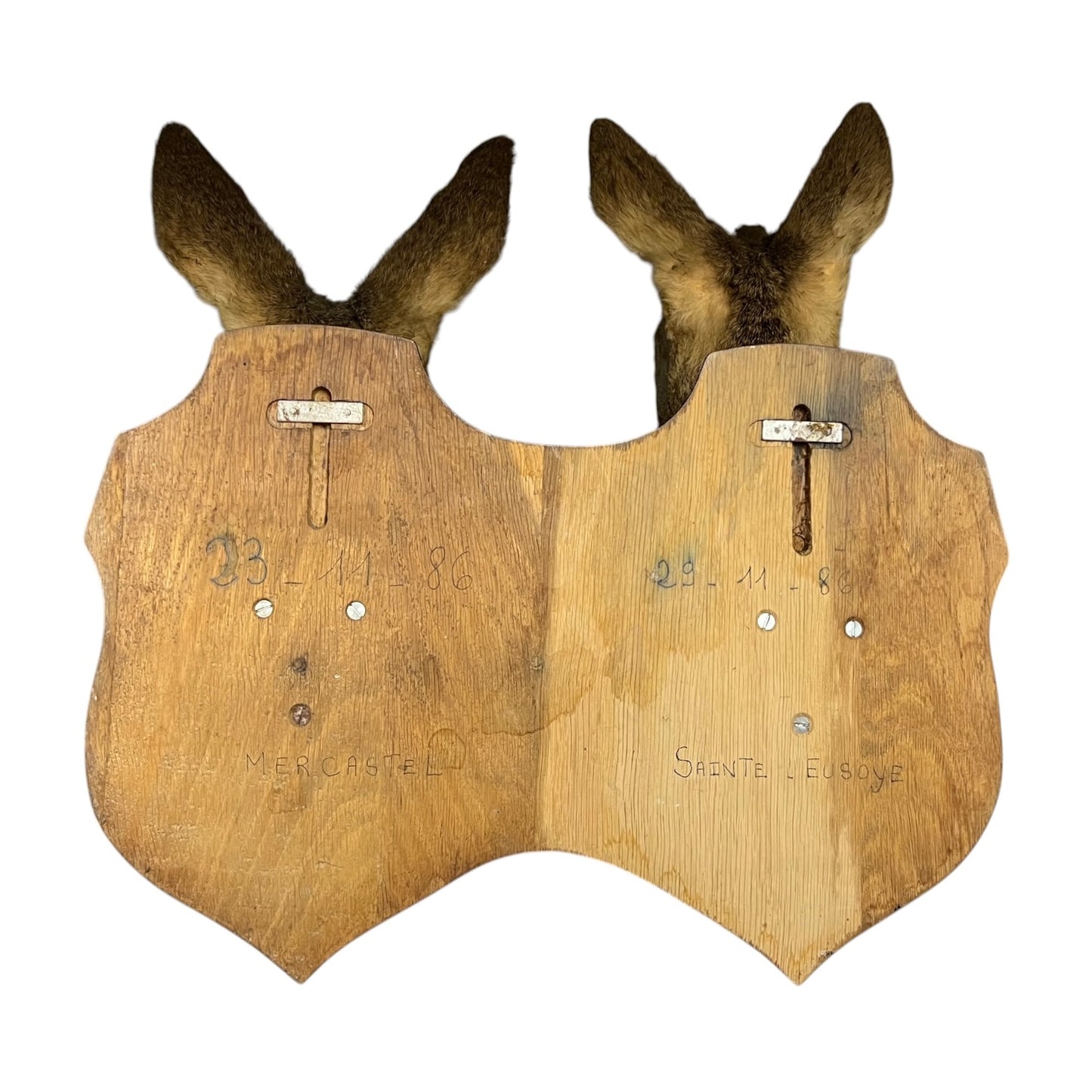 Wooden deer taxidermy mount with ears on a white background