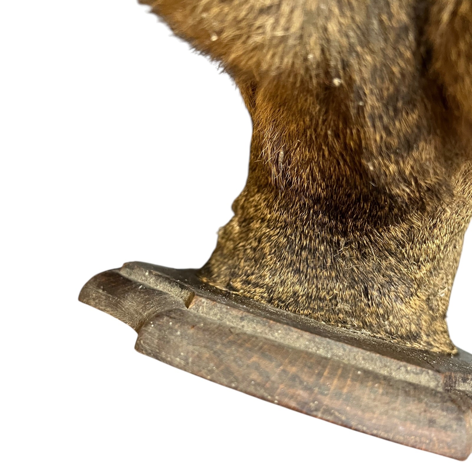 Close-up of a brown deer head on a white background