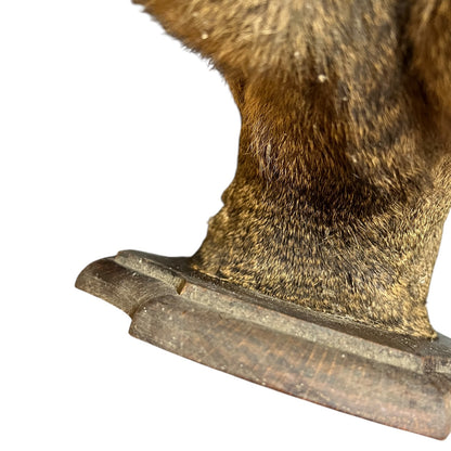 Close-up of a brown deer head on a white background