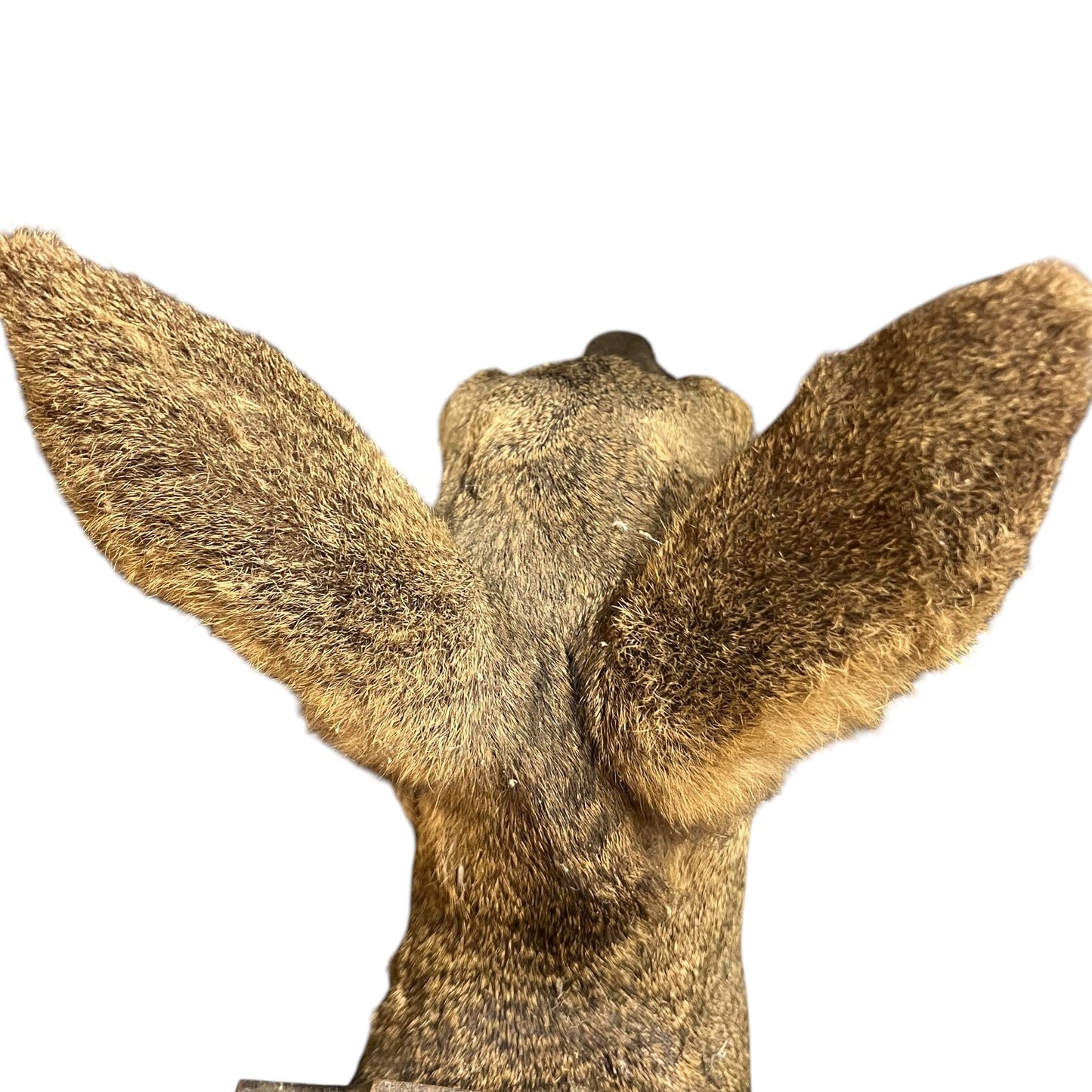 Close-up of a deer head mount with large antlers on a white background