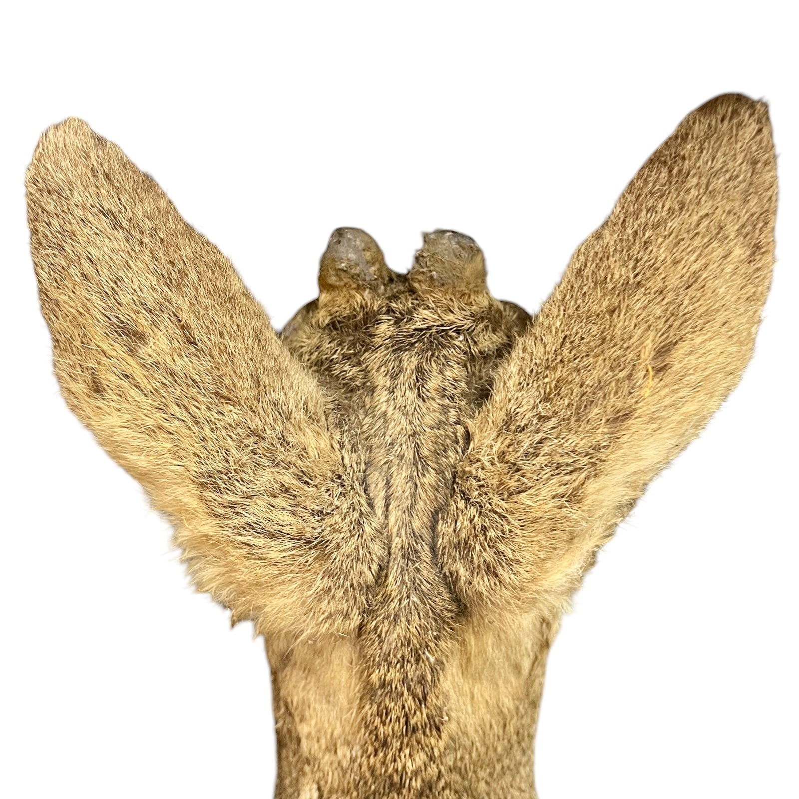 Close-up of a deer's ears on a white background
