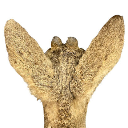 Close-up of a deer's ears on a white background