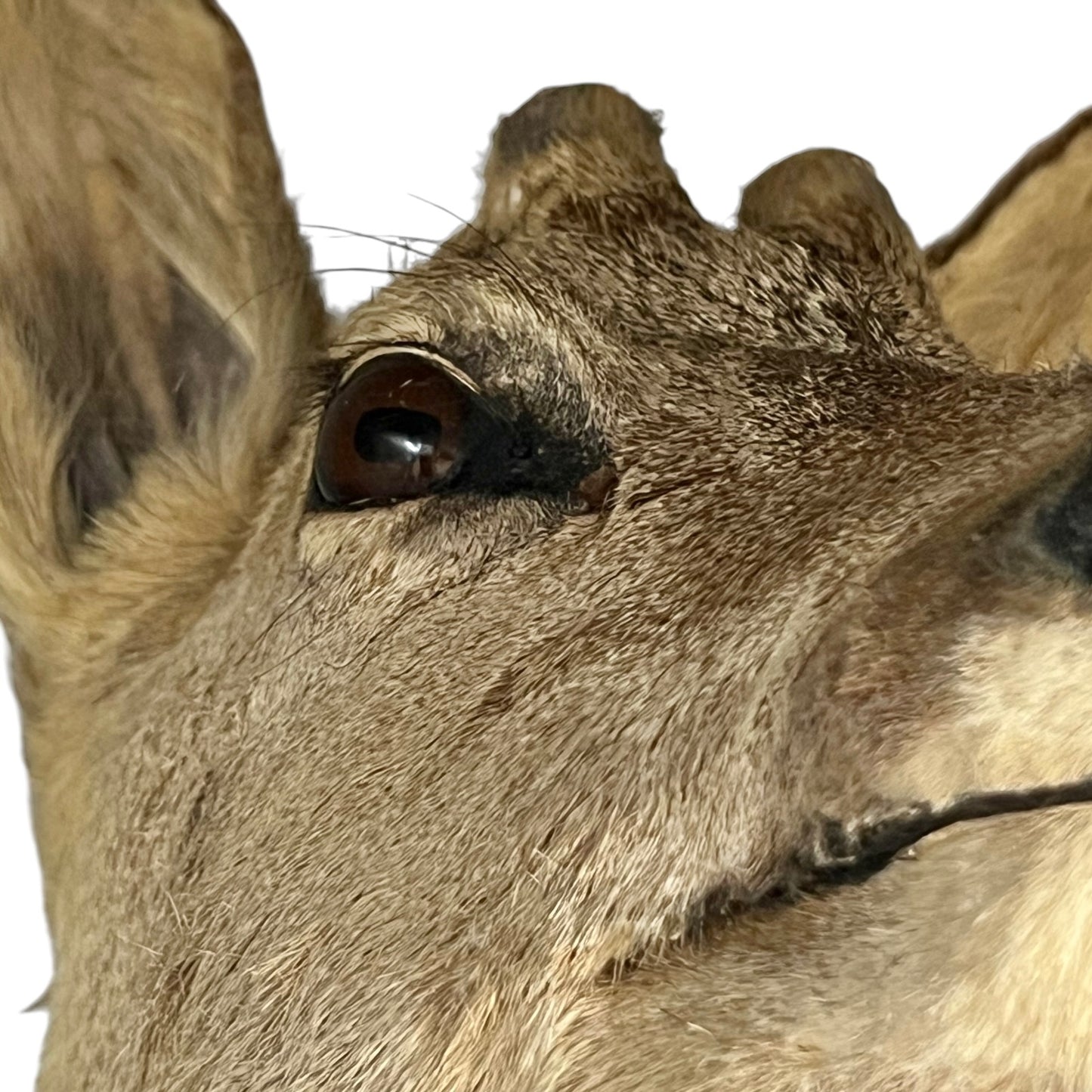 Close-up of a deer's eye and ear on a white background