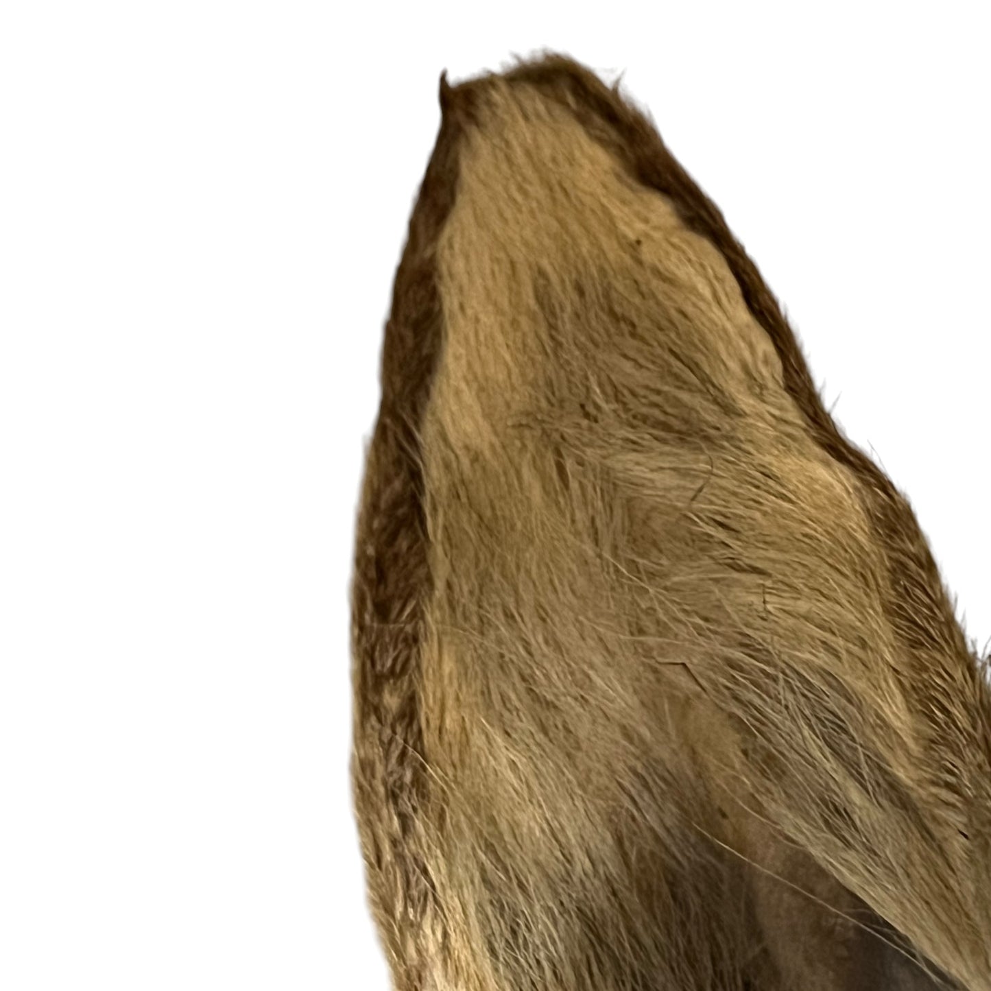 Close-up of a brown fur texture on a white background