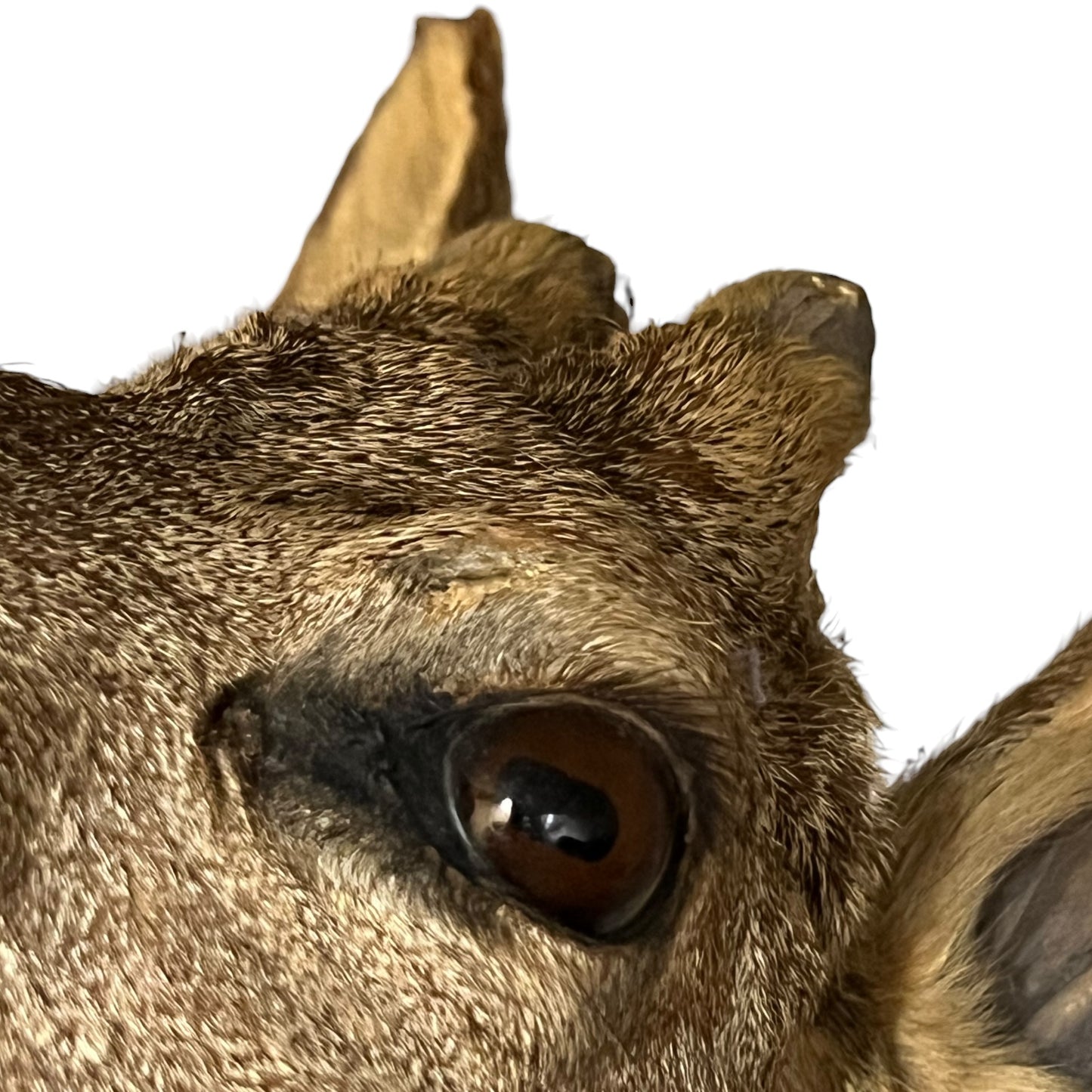 Close-up of a deer's eye with a white background