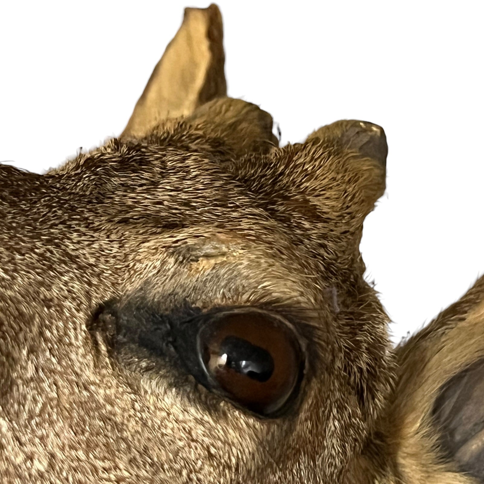 Close-up of a deer's eye with a white background