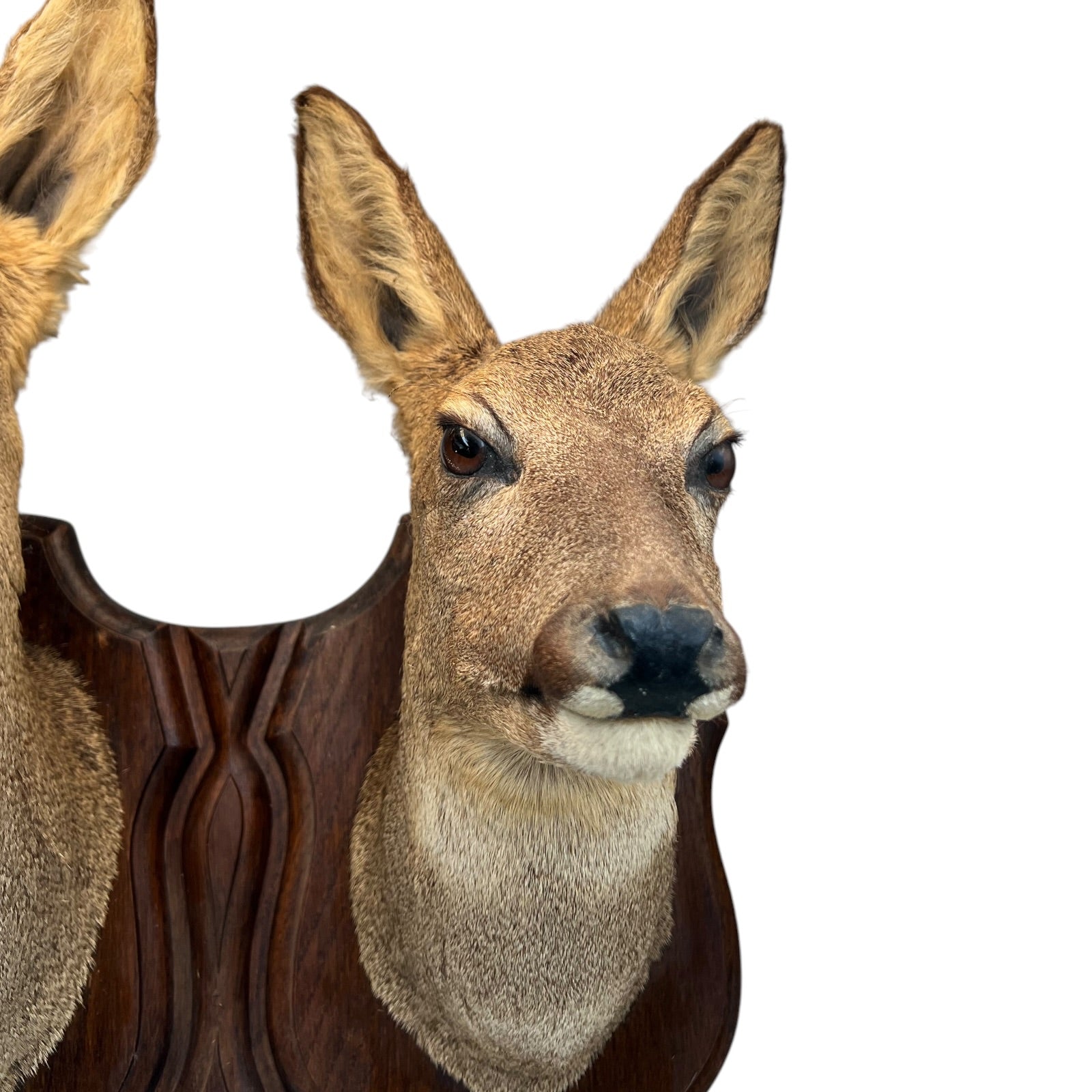 Taxidermy deer head mount on a white background