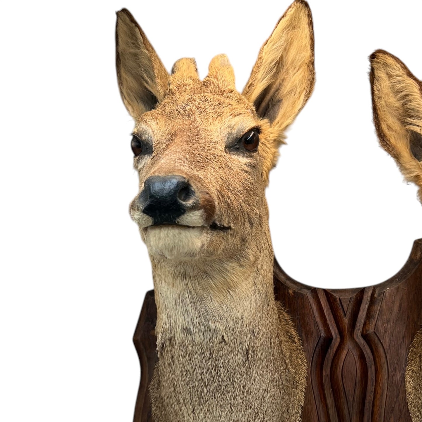 Rare Pair of Vintage French Taxidermy Deer Heads on a Double Mount