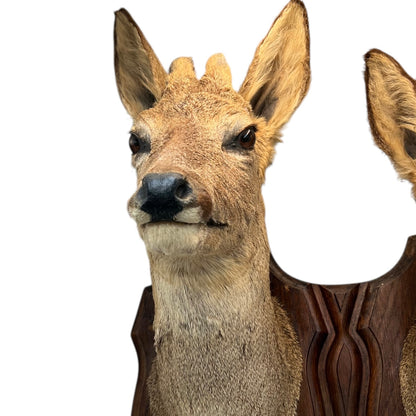 Rare Pair of Vintage French Taxidermy Deer Heads on a Double Mount